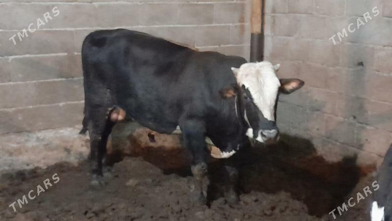 Okuz - Ак-Бугдайский этрап - img 3