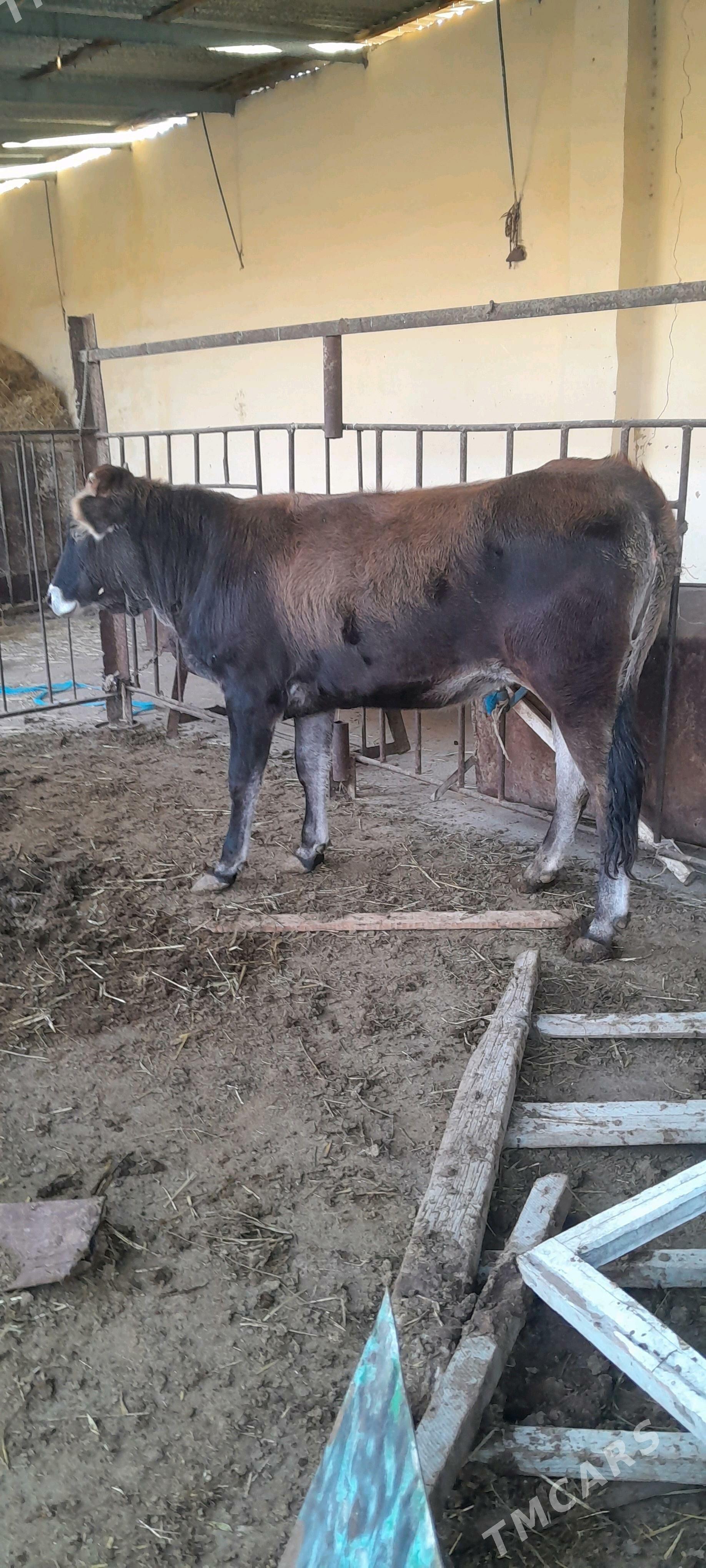 bakylan tüwe - Bäherden - img 2