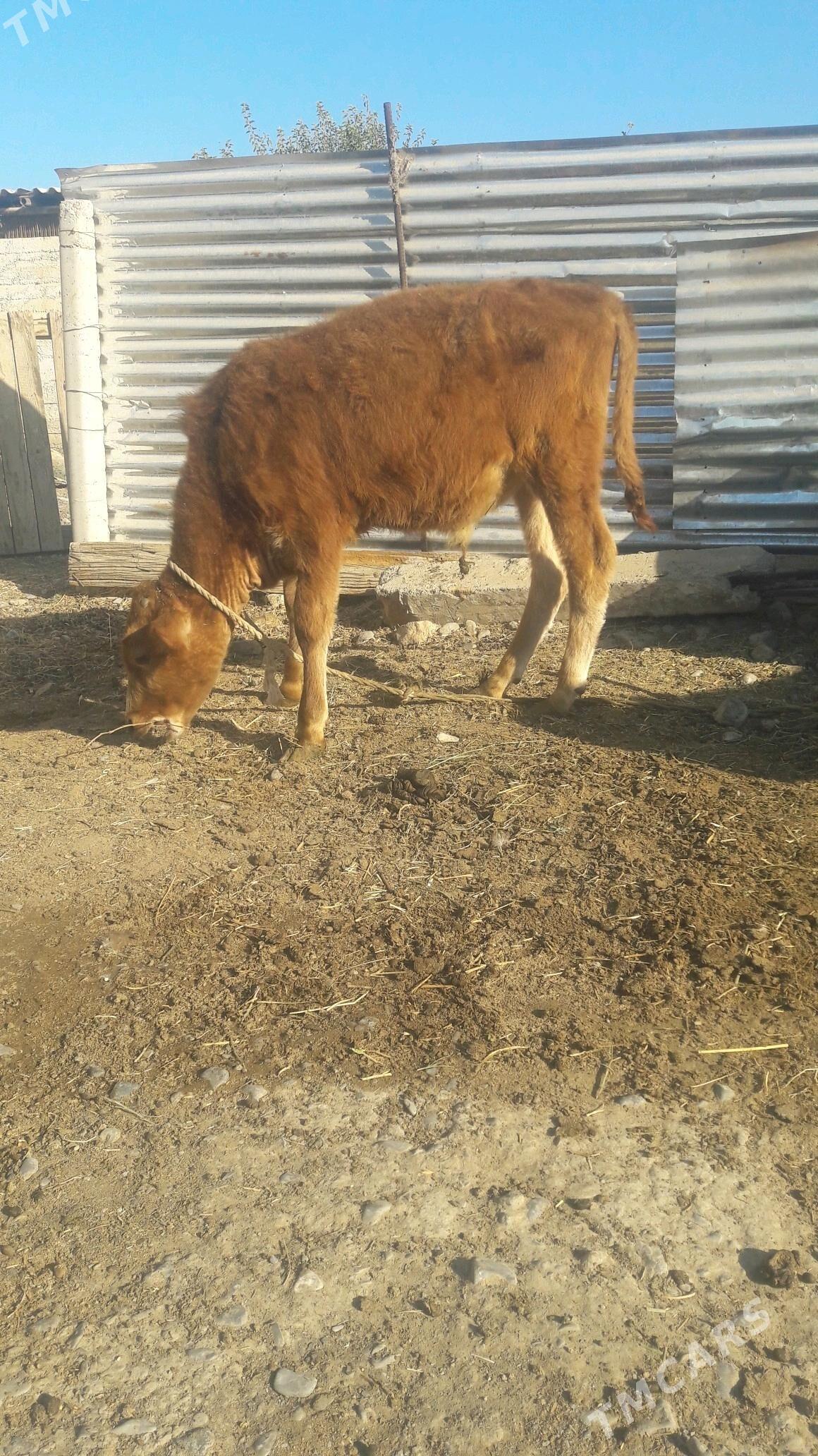 okuz - Гёкдепе - img 2