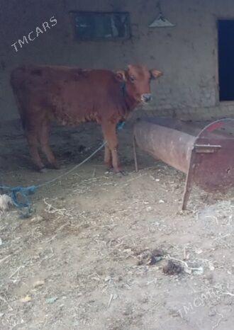 gole gulajyn - Baýramaly - img 4