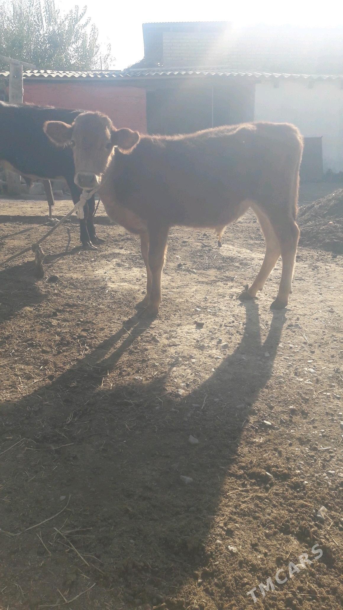 okuz - Гёкдепе - img 3