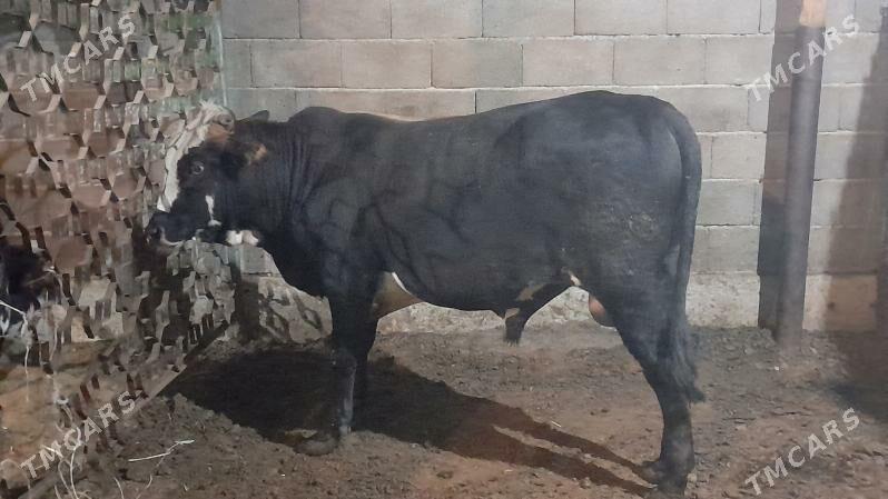 Okuz - Ак-Бугдайский этрап - img 2