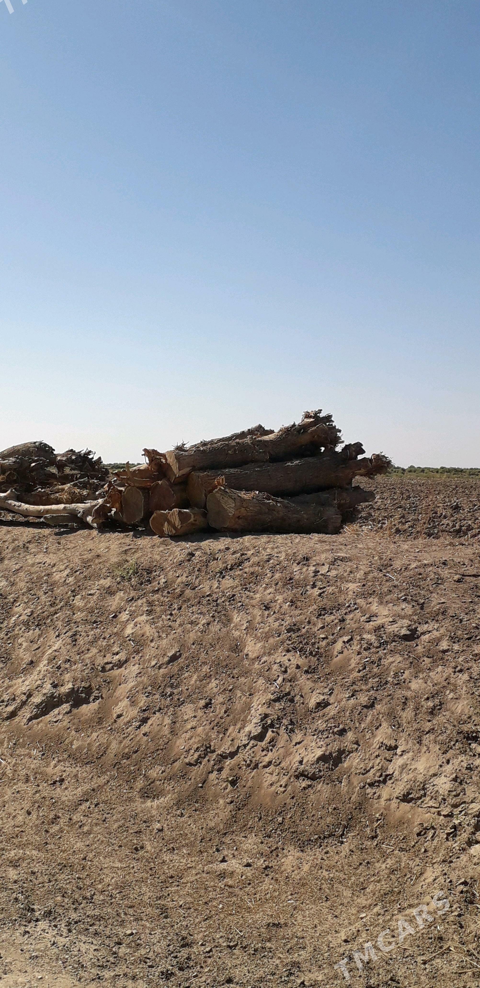 maklura - Мургап - img 1