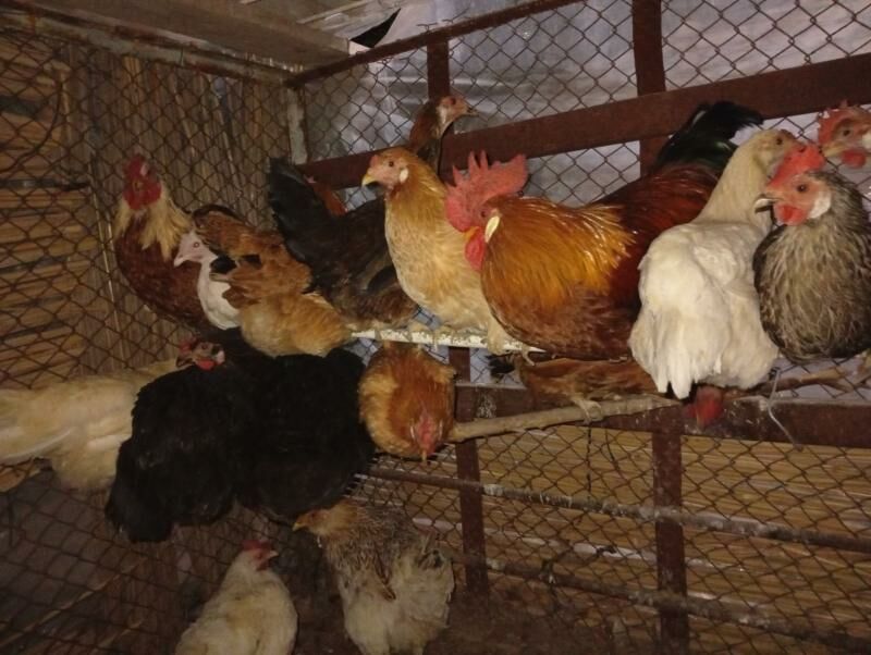 yasajyk  towuk - Векильбазар - img 2