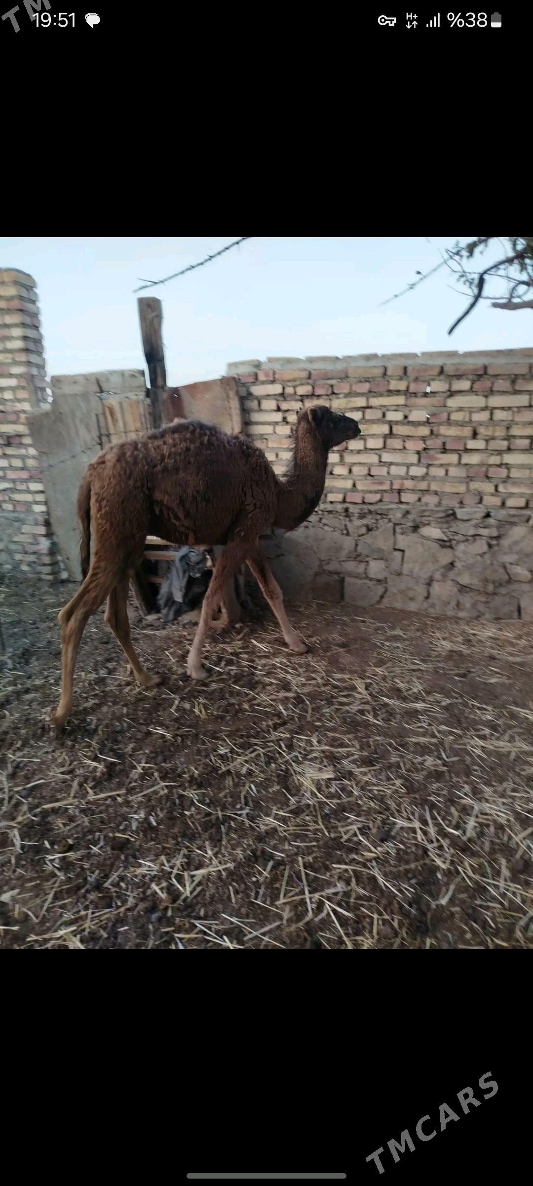 kosekli duye - Bereket - img 2