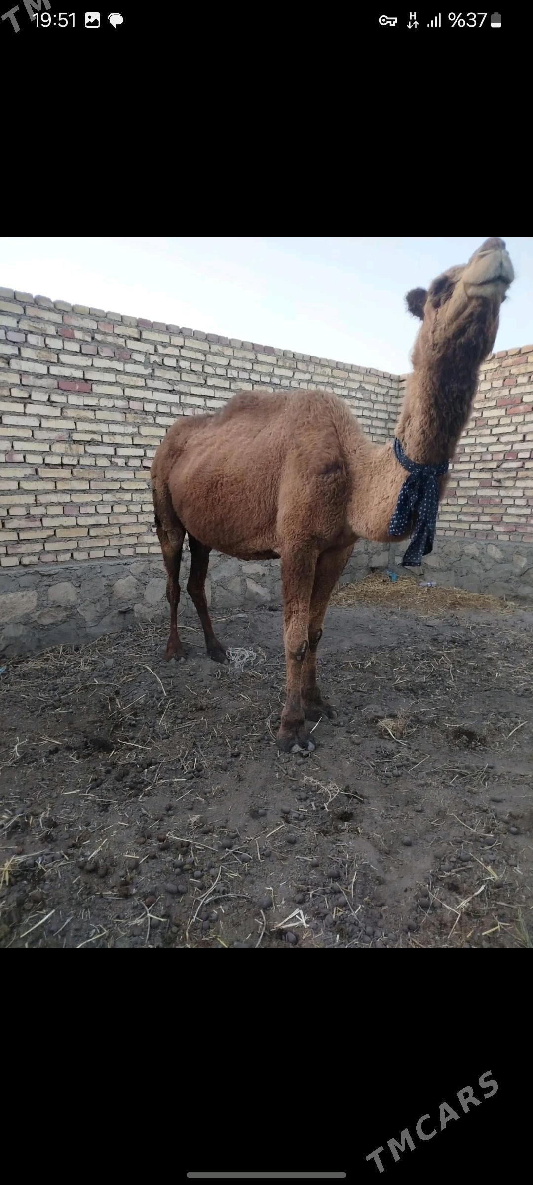 kosekli duye - Bereket - img 3