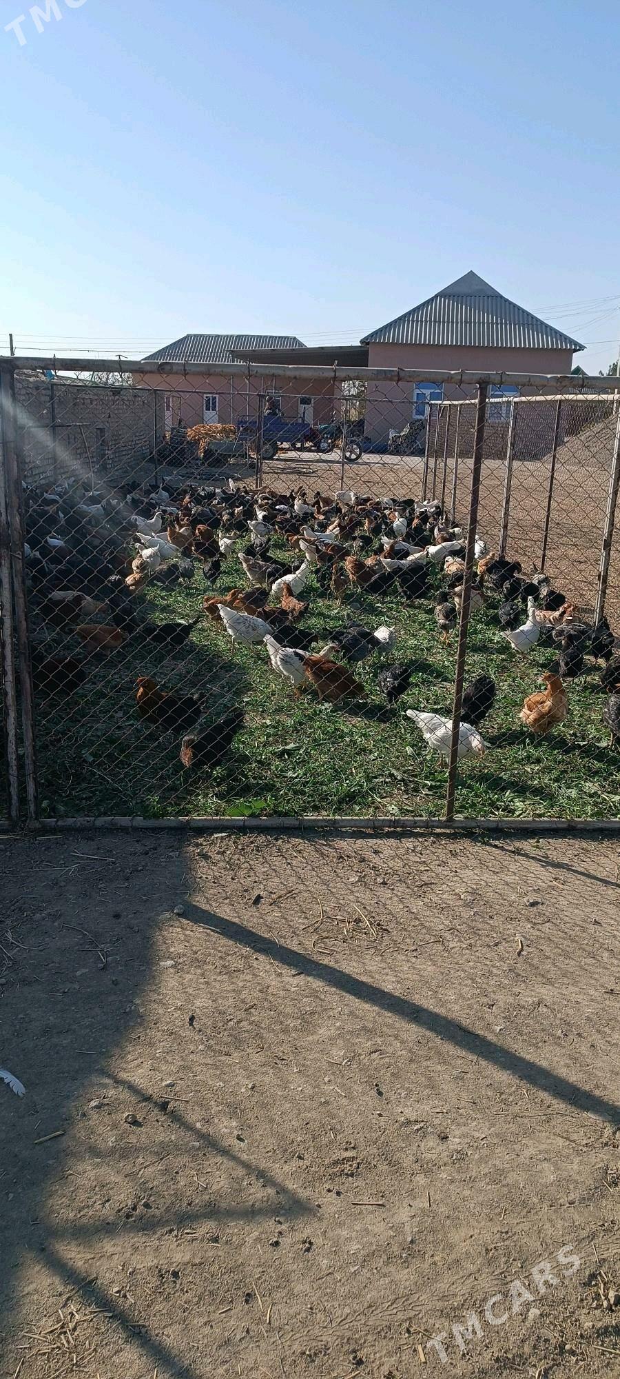 товук - Ýolöten - img 2