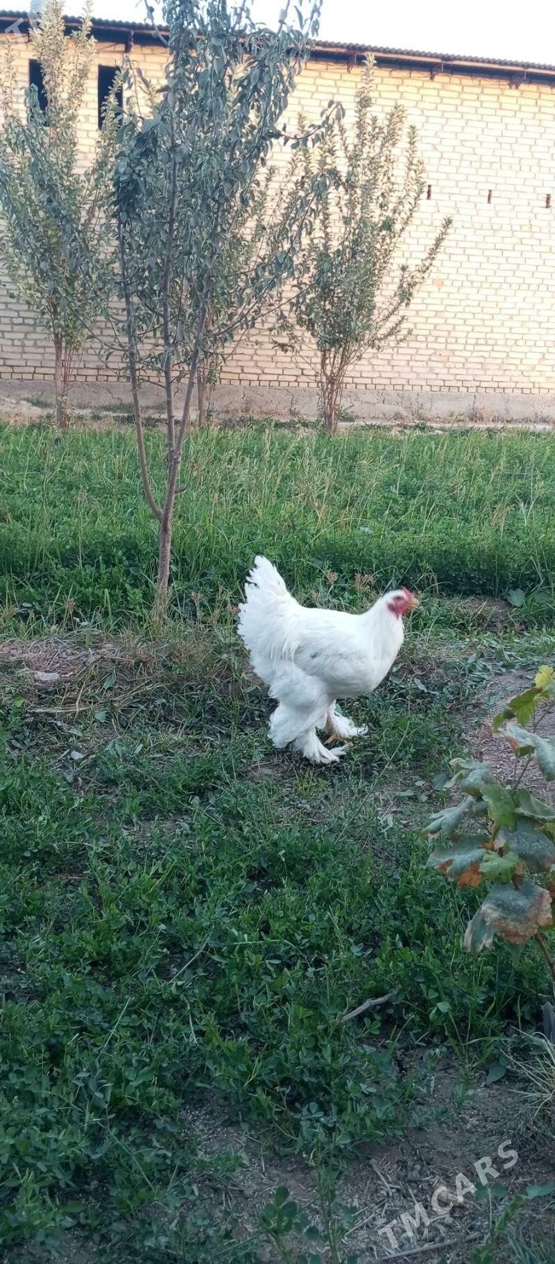 Broyeller towuk - Çärjew - img 3