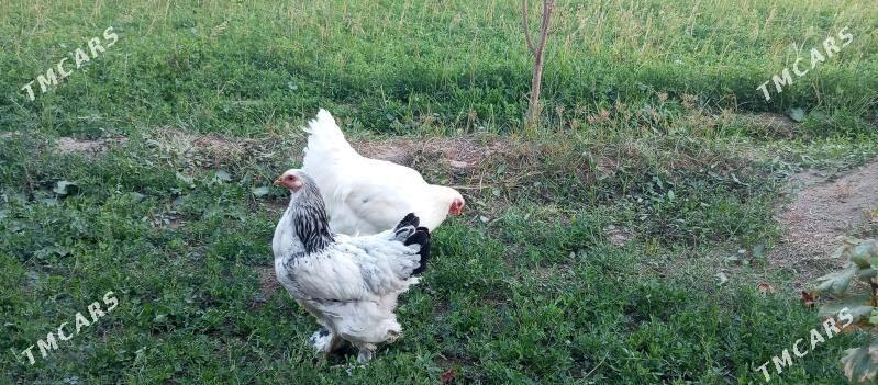 Broyeller towuk - Çärjew - img 4