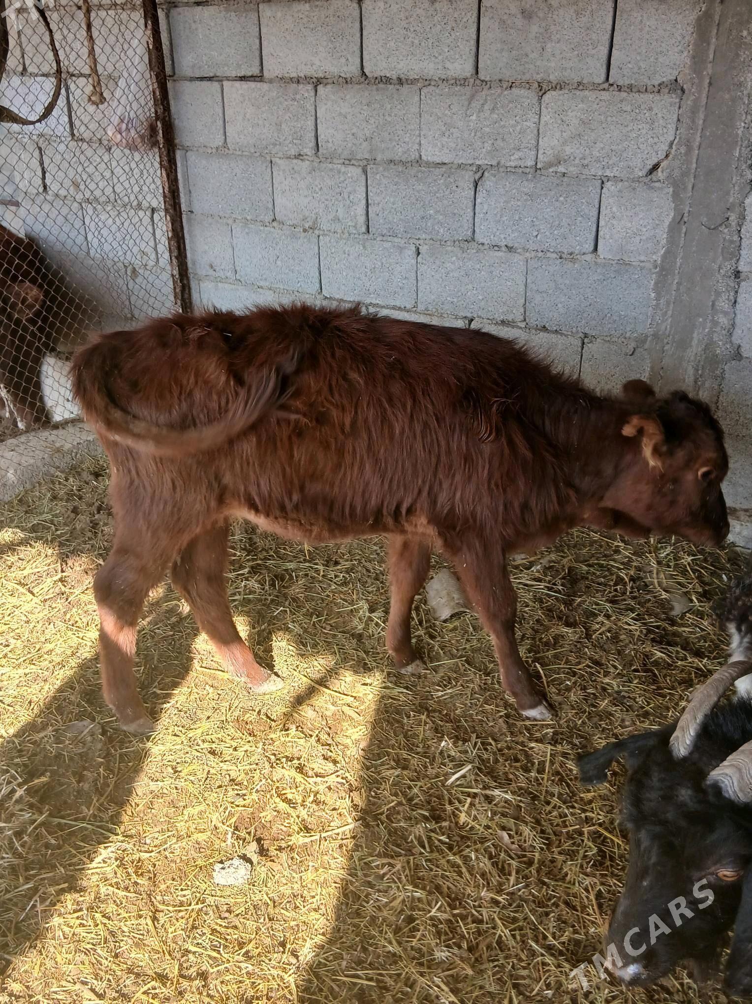 arrasa tüwe - Ýaşlyk - img 2