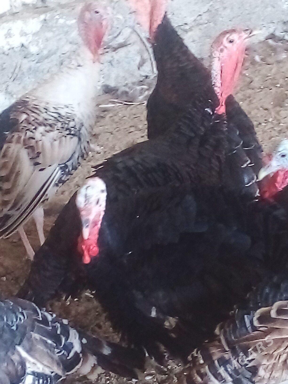 Induk - Бузмеин - img 4