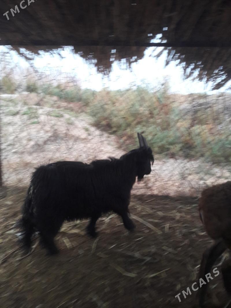 serke - Farap - img 2