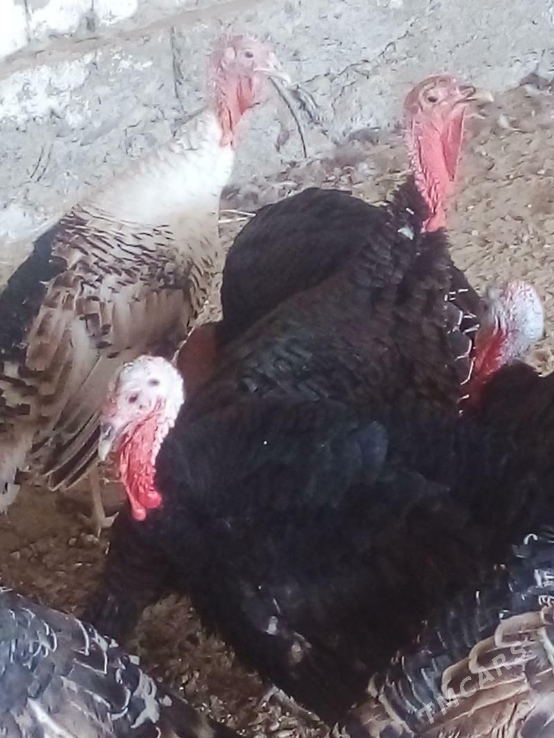 Induk - Бузмеин - img 2