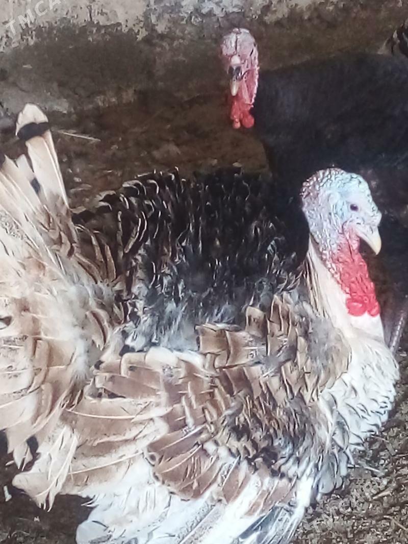 Induk - Бузмеин - img 3