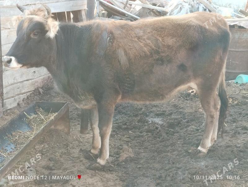 gacar - Jebel - img 2