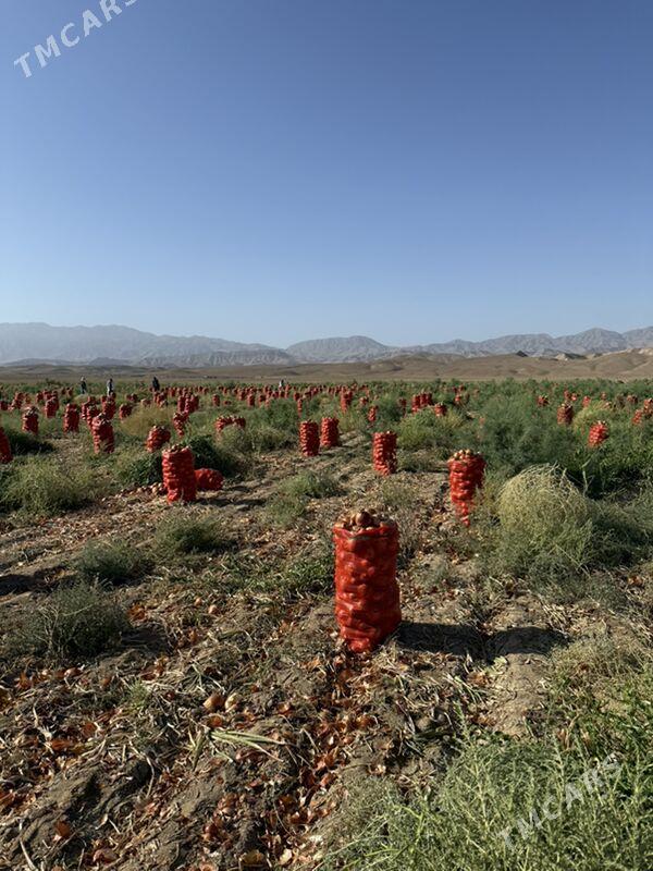 sogan haladilnik - Чоганлы - img 3