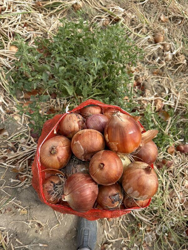 sogan haladilnik - Чоганлы - img 4