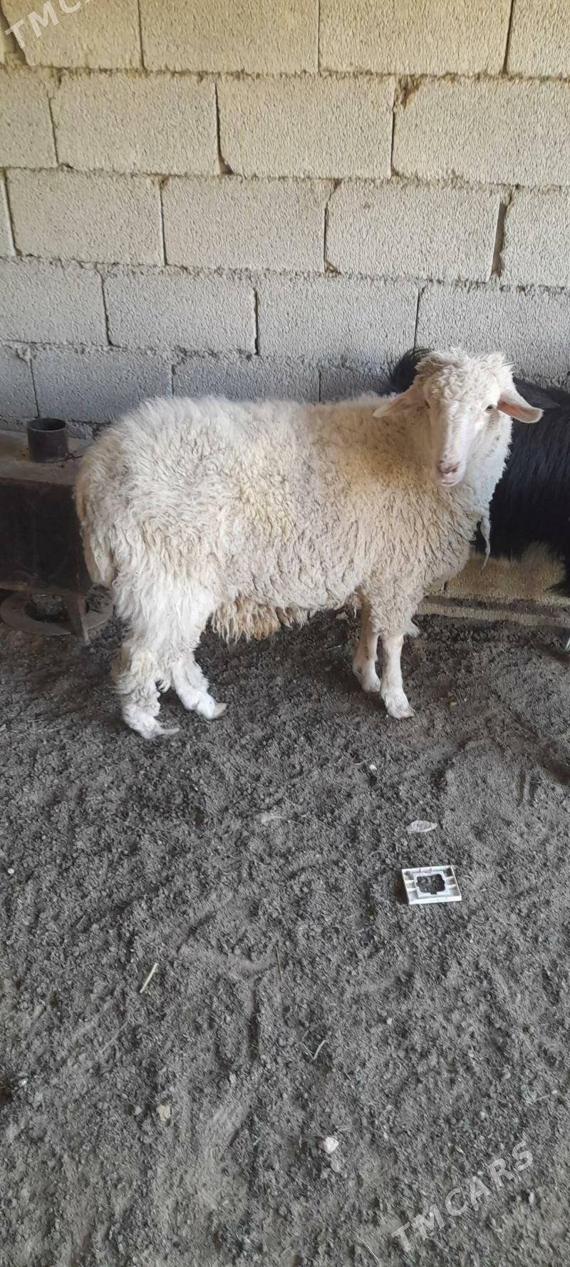 Tokly - çebiş - Garadamak - img 1