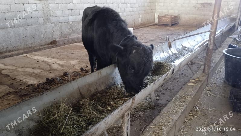 angus okuz - Garadamak Şor - img 2