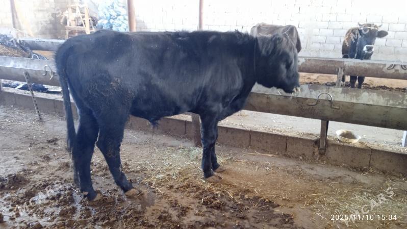 angus okuz - Garadamak Şor - img 5