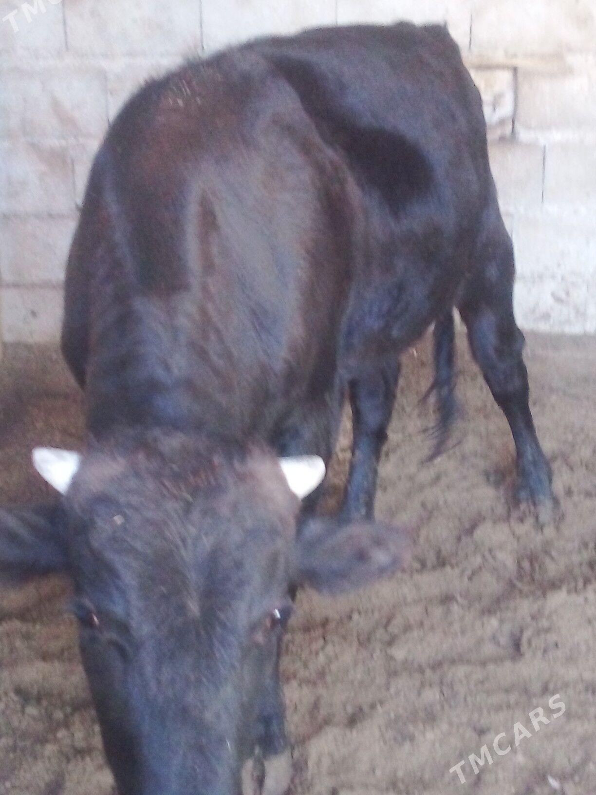 Öküz - Бузмеин - img 2