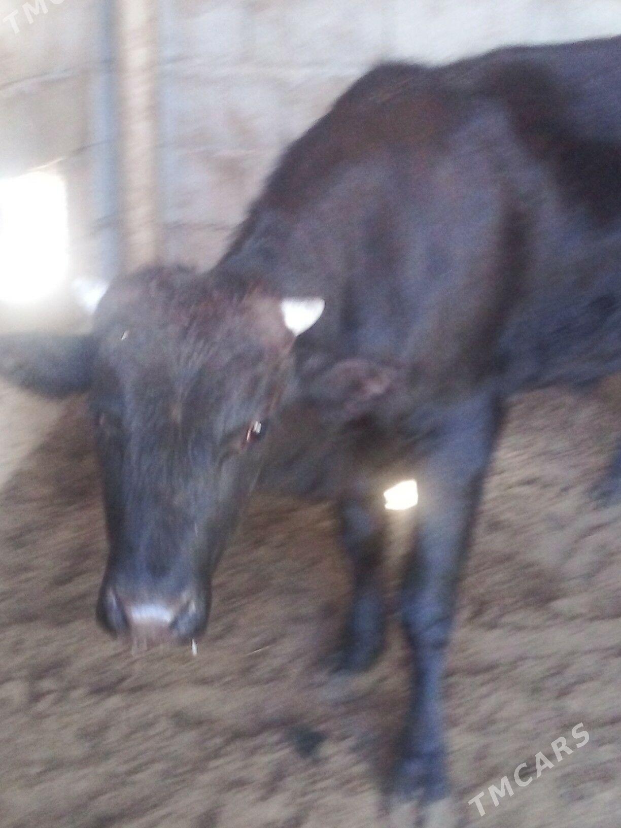 Öküz - Бузмеин - img 3