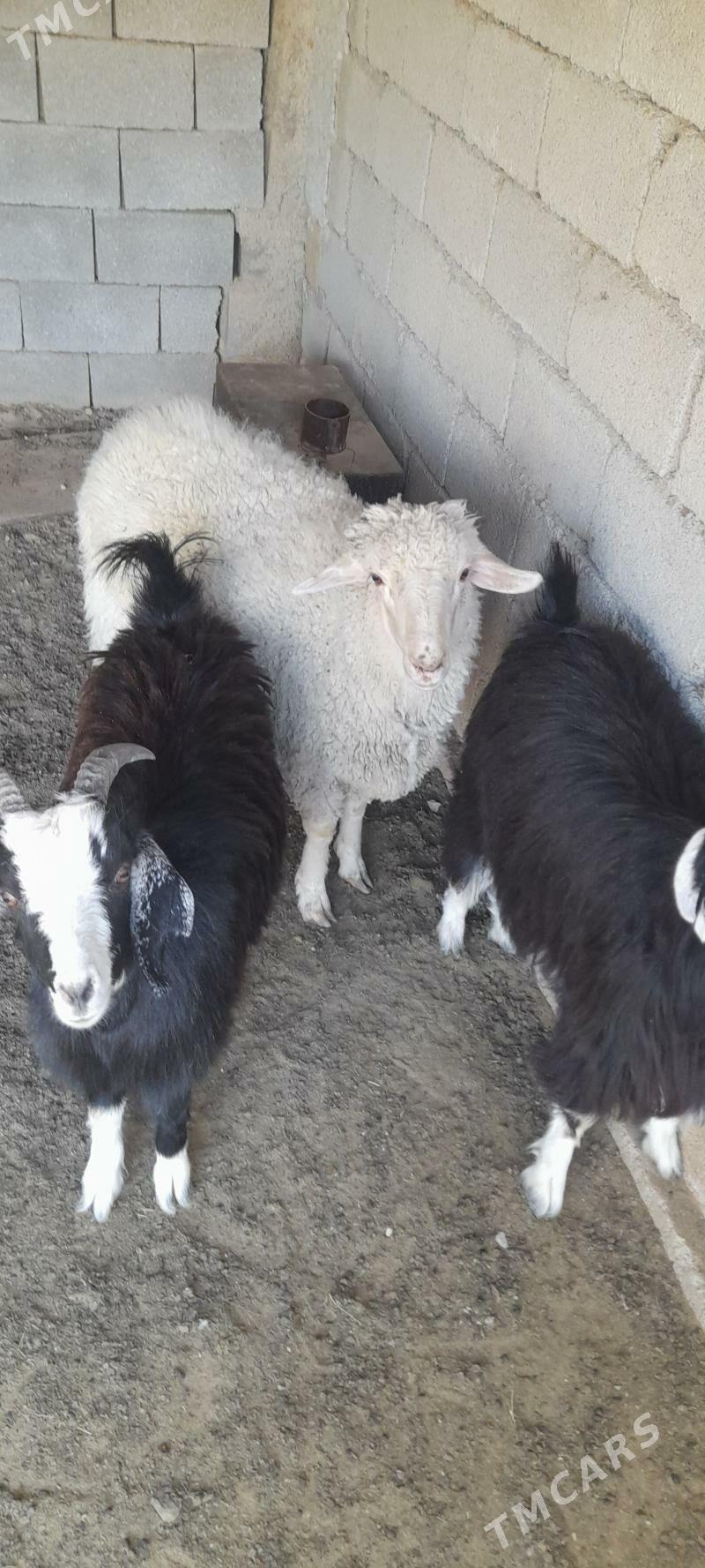 Tokly - çebiş - Garadamak - img 2