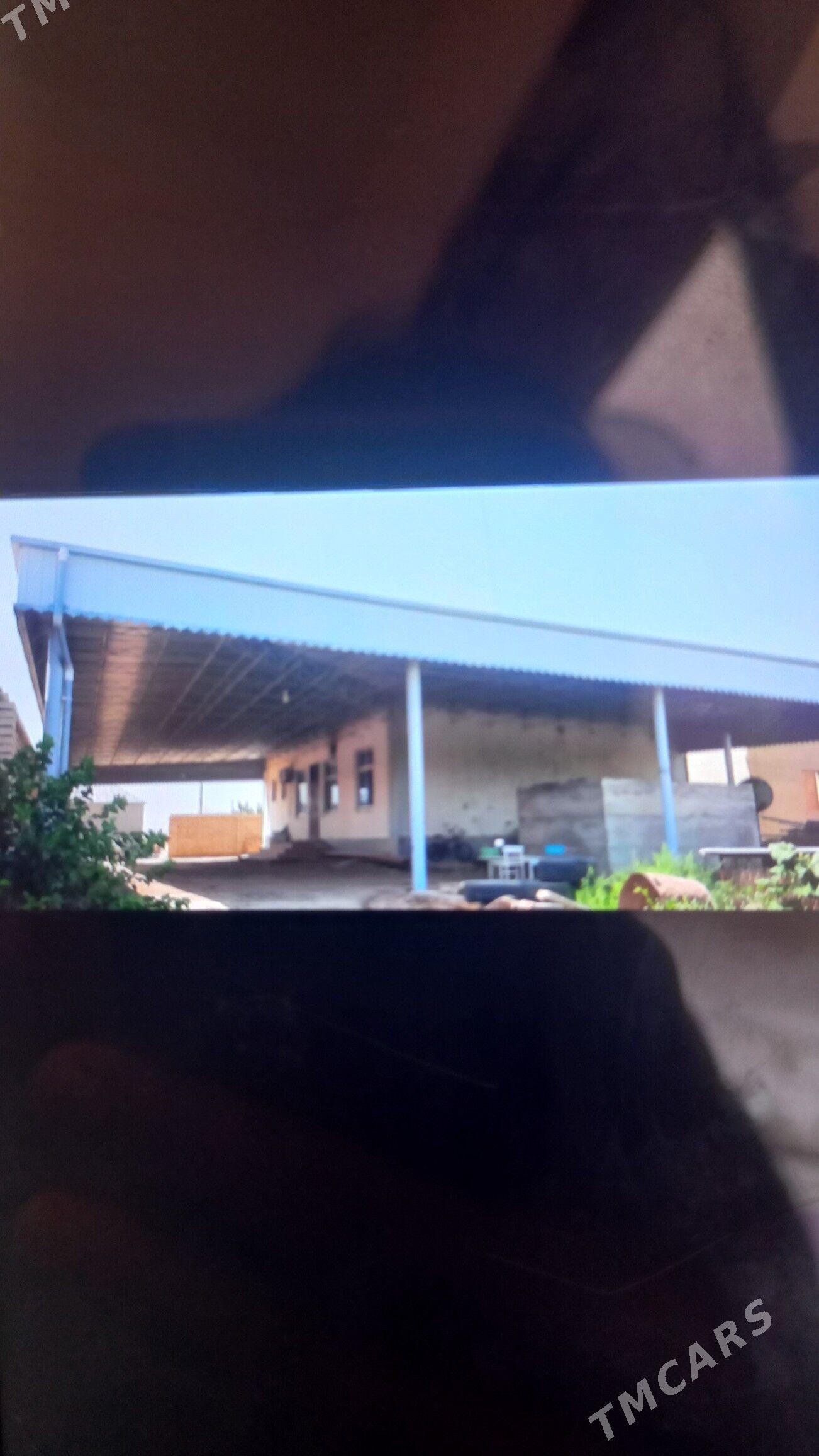 Satlyk jay - Ýolöten - img 3