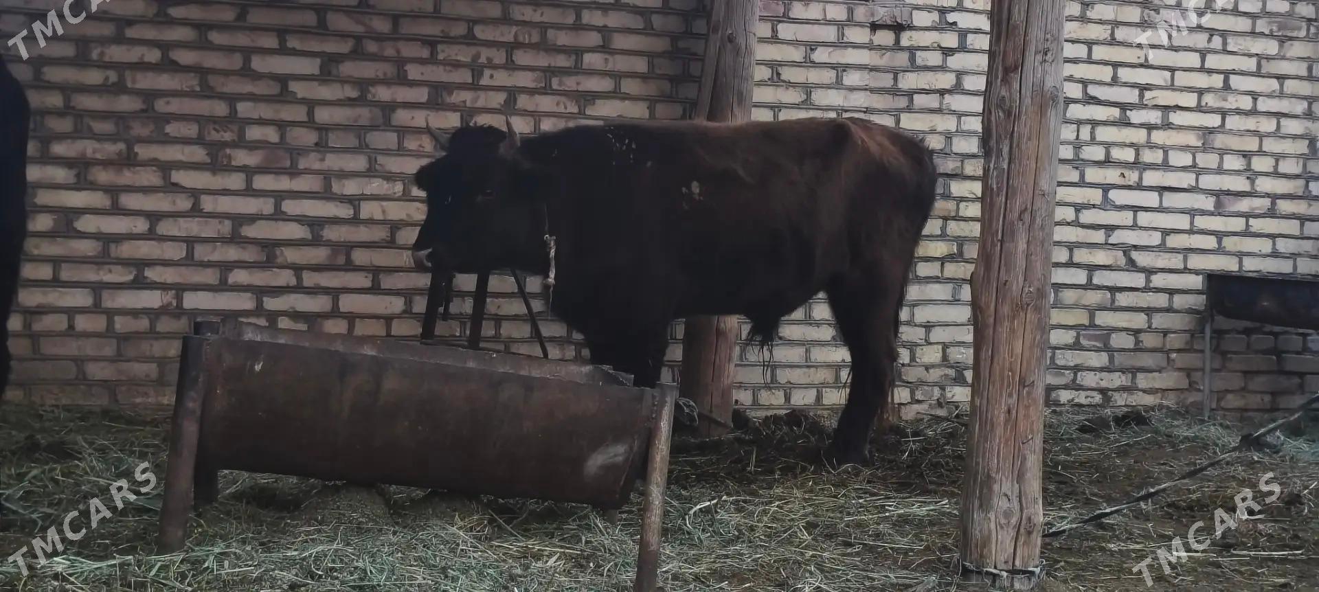 Okuzler - Мары - img 2