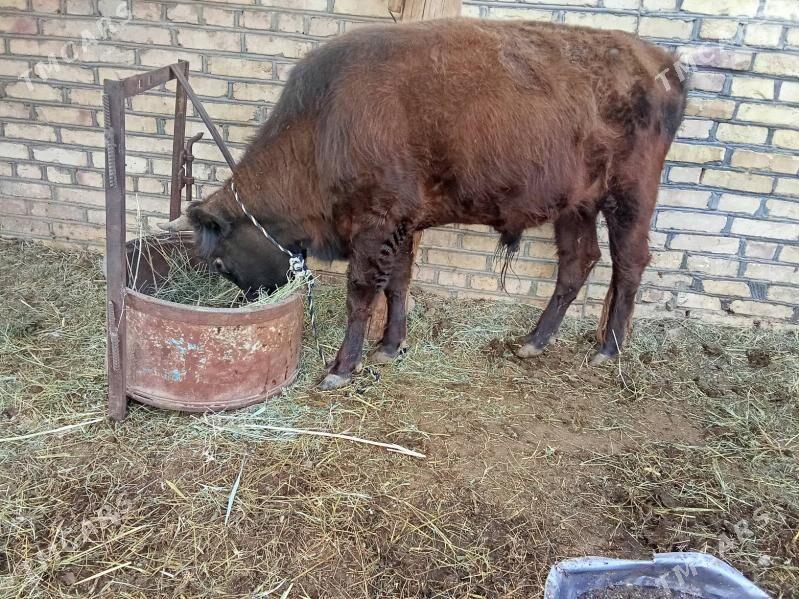 Okuzler - Мары - img 7