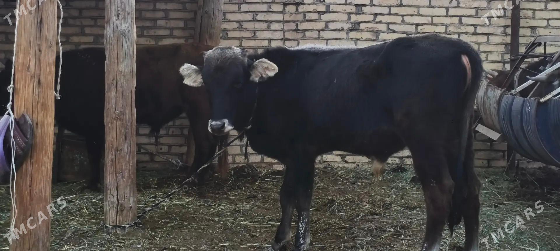 Okuzler - Мары - img 6