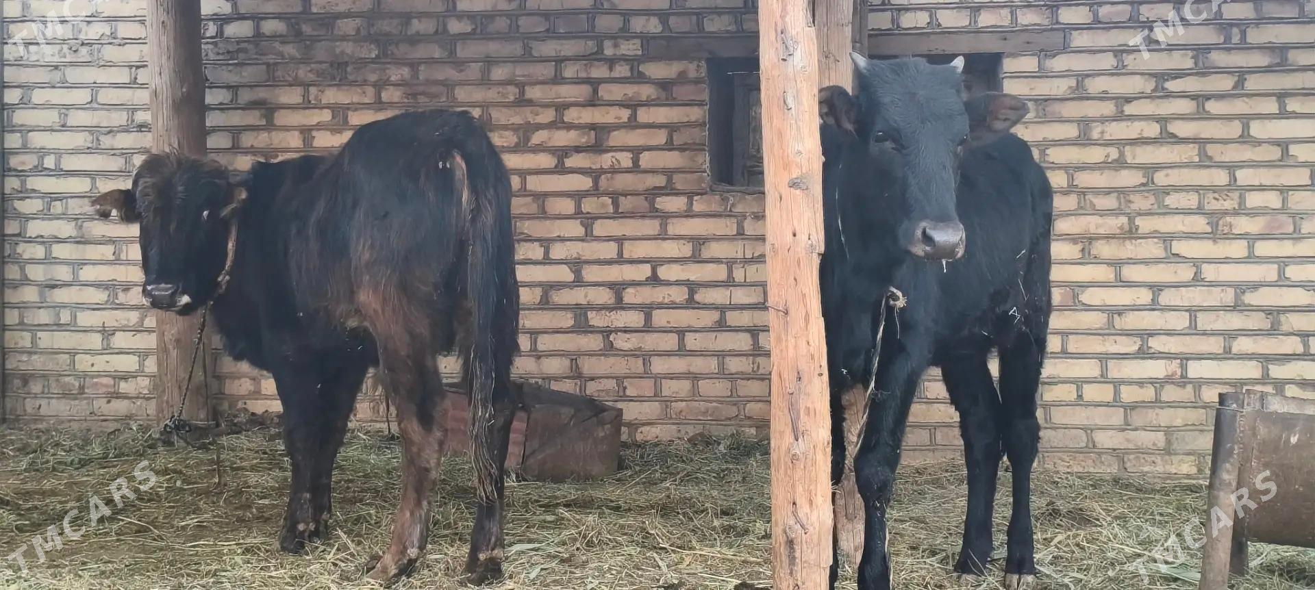 Okuzler - Мары - img 3