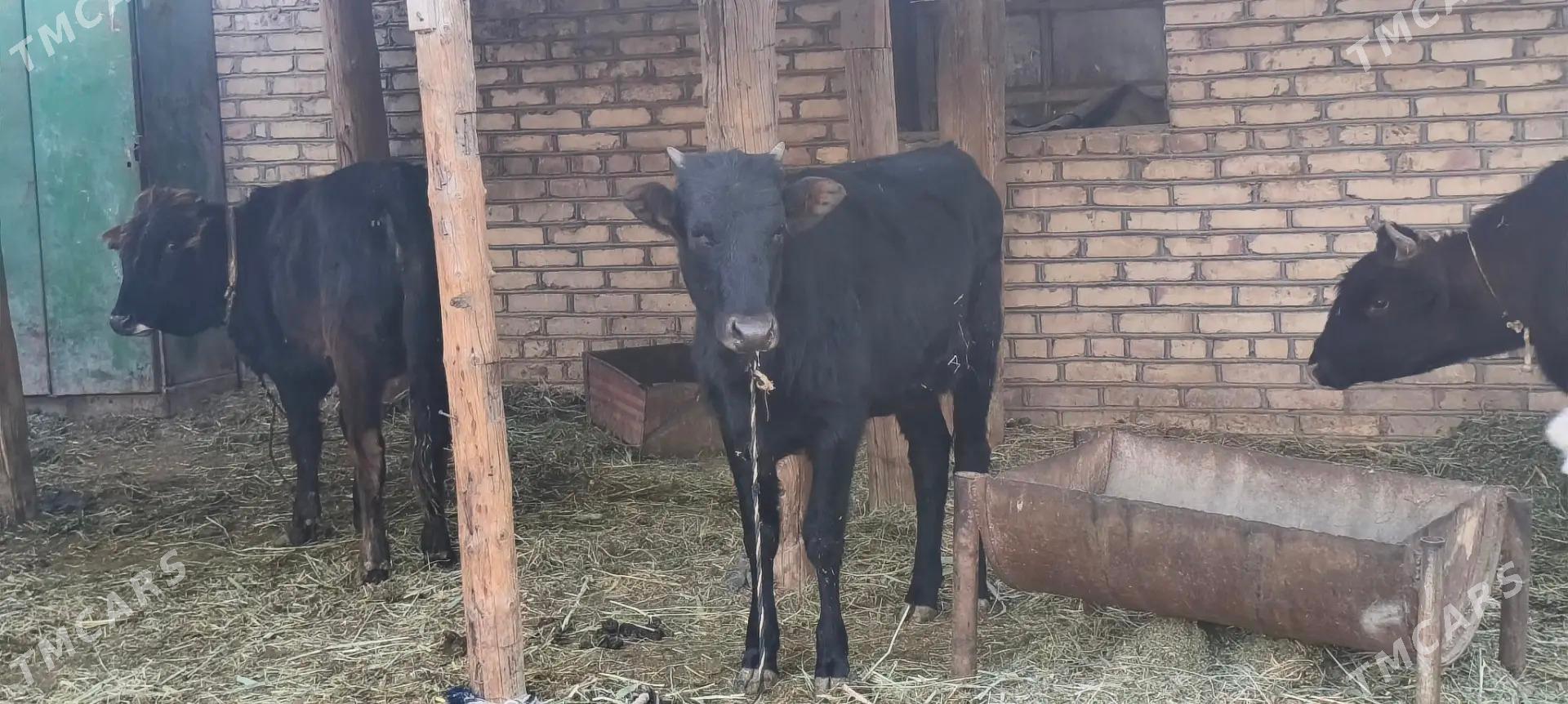 Okuzler - Мары - img 4