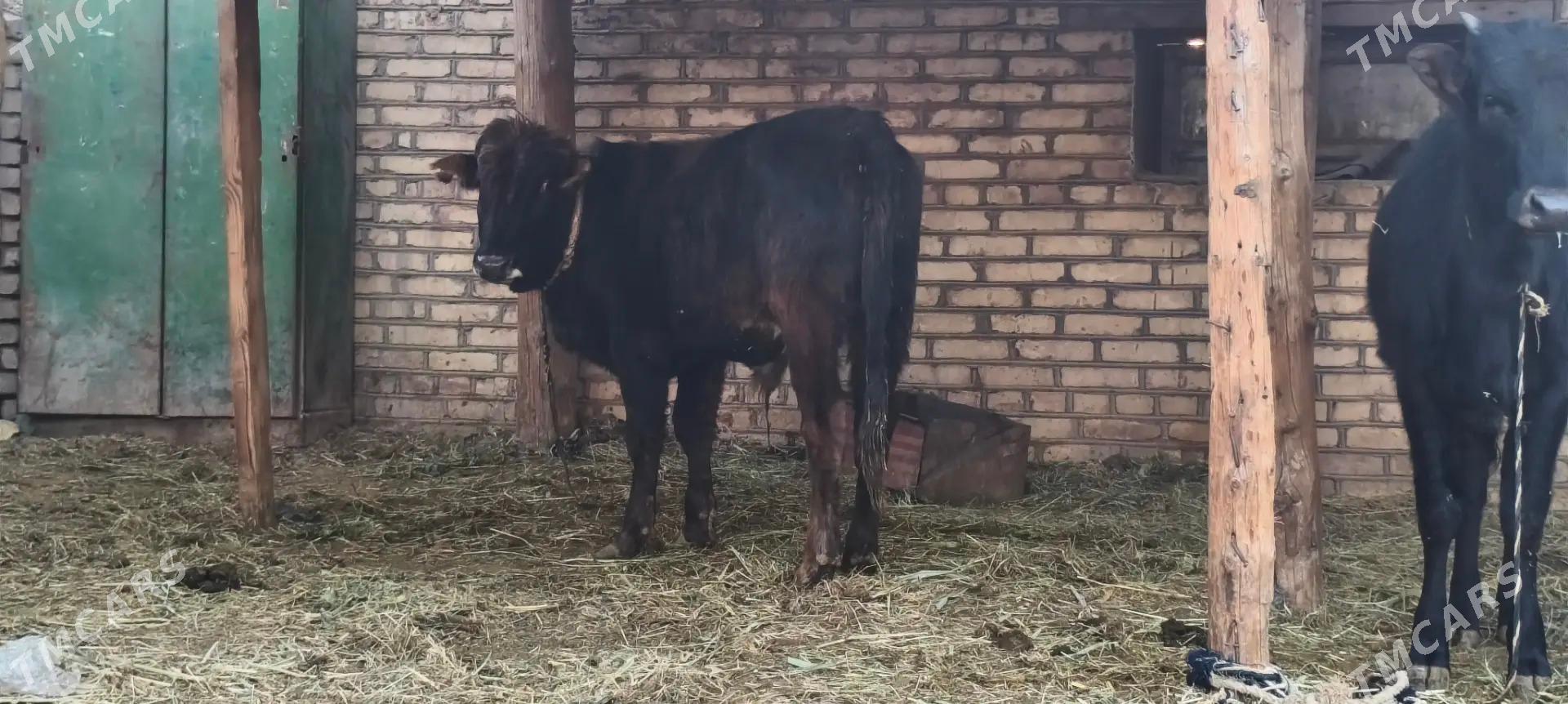 Okuzler - Мары - img 5