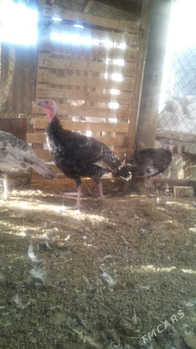 индуклар - Бузмеин - img 3