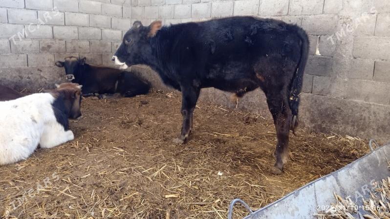 öküz - Гарадамак Шор - img 2