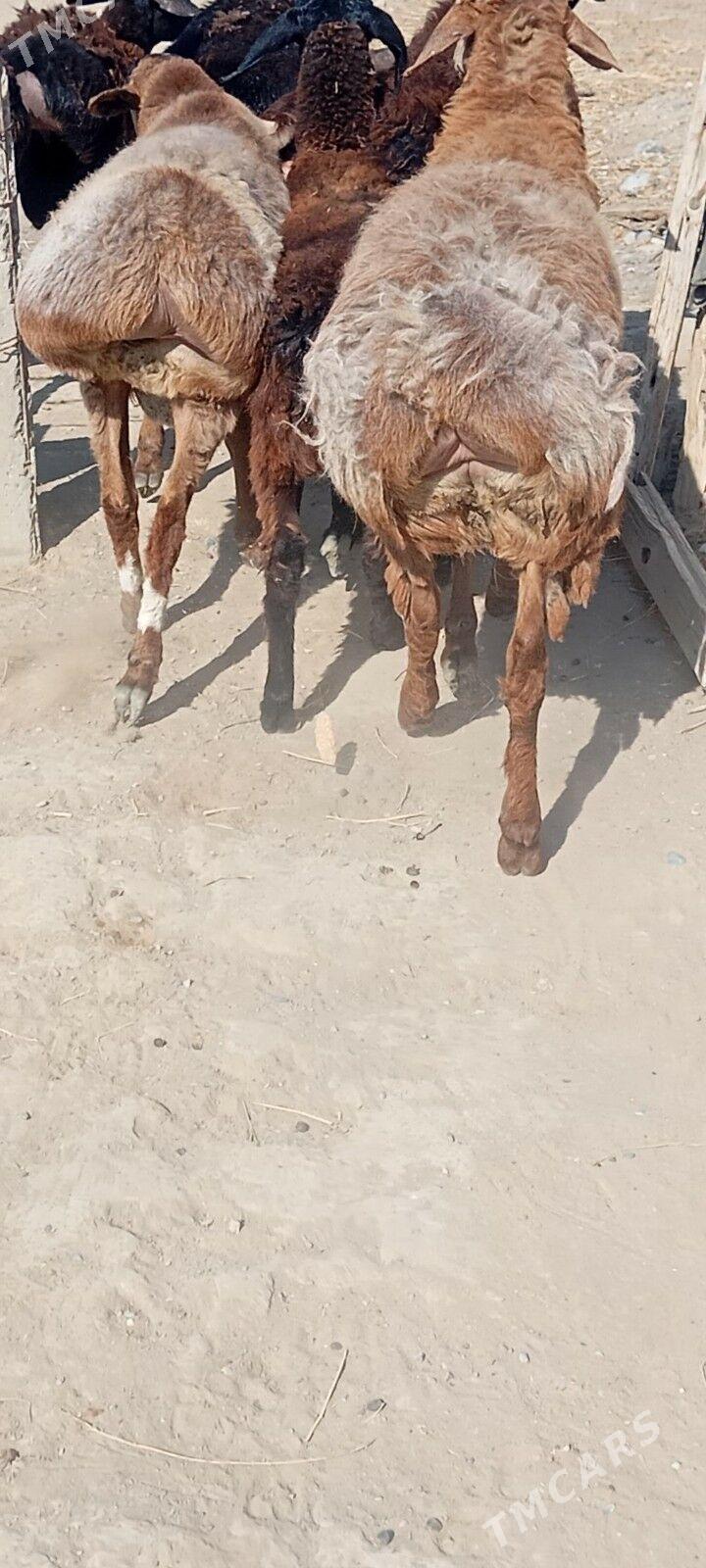 gisar goc - Ашхабад - img 5