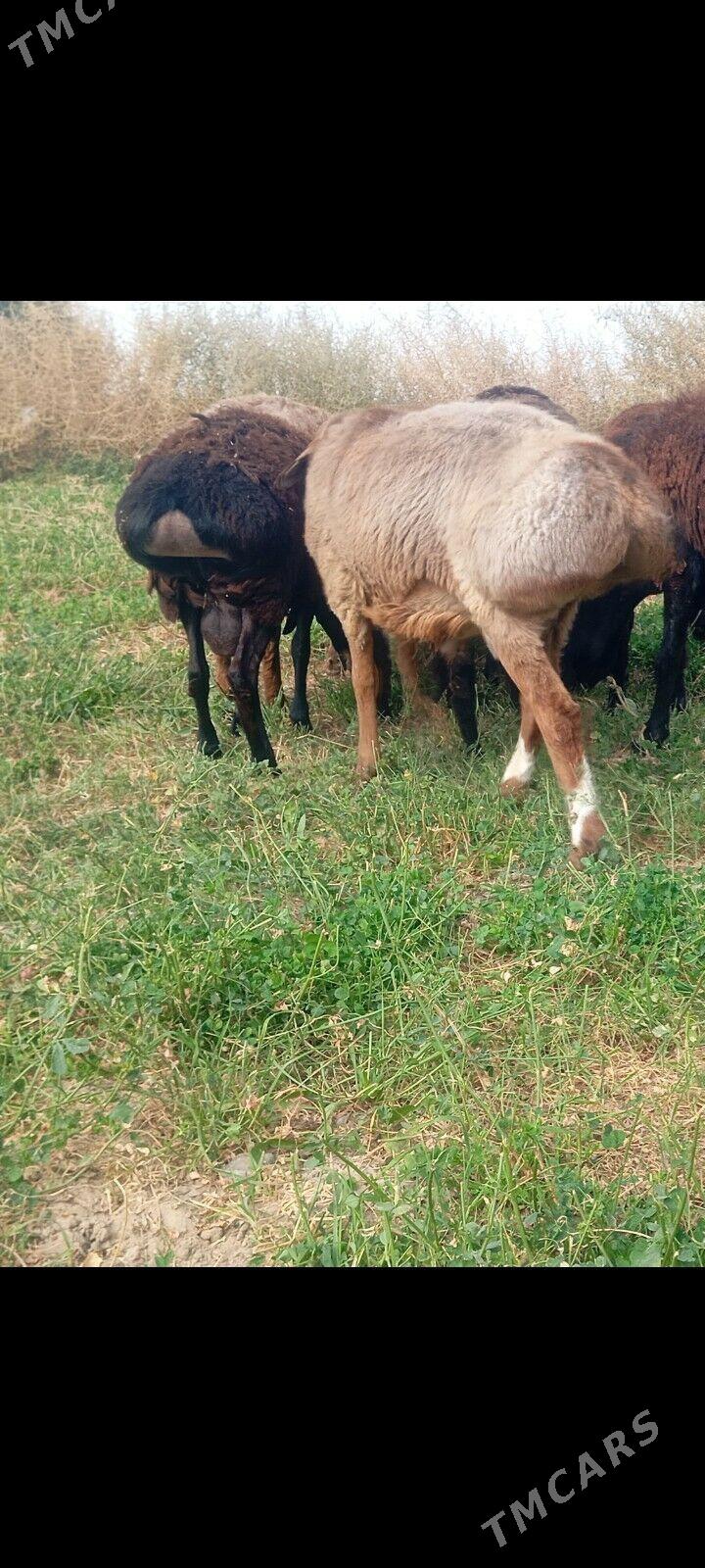 gisar goc - Ашхабад - img 2