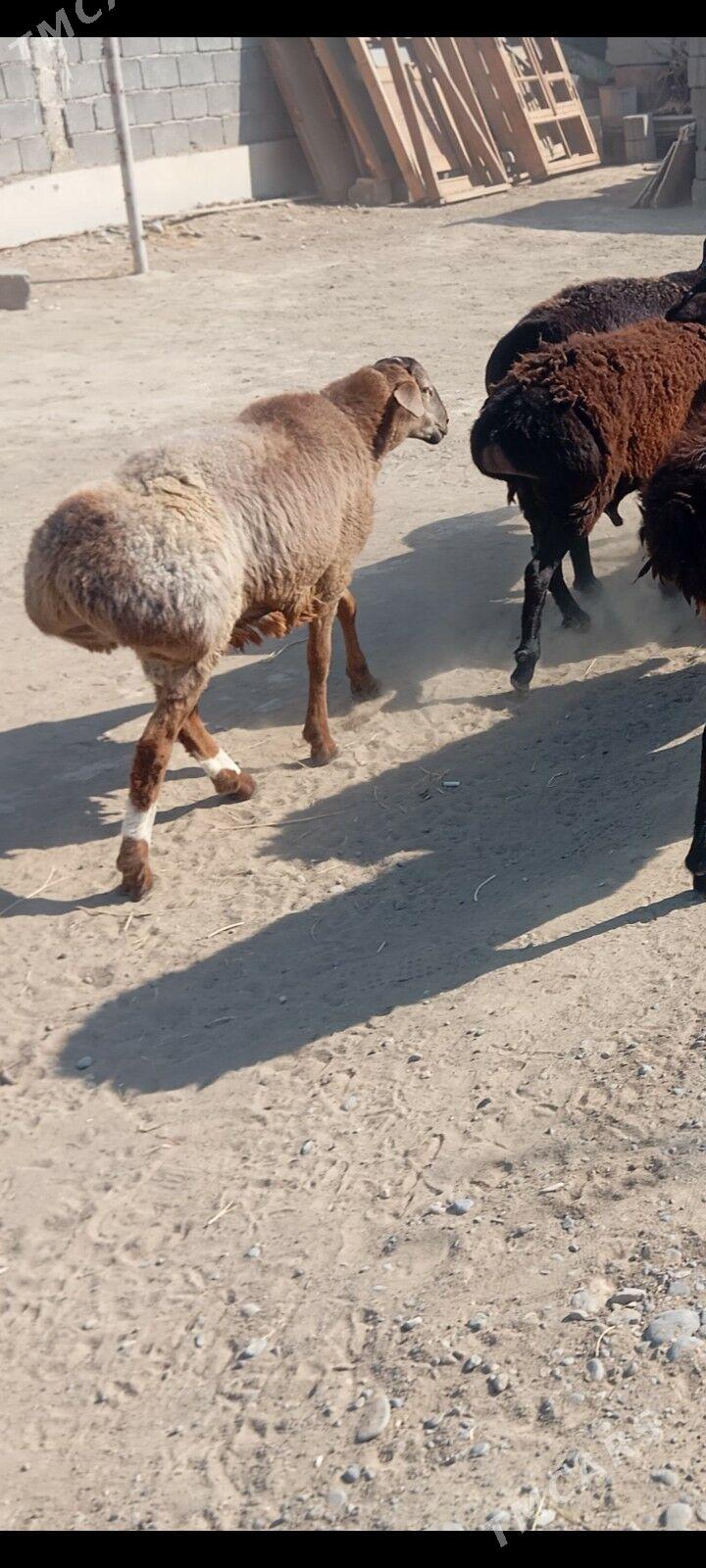 gisar goc - Ашхабад - img 4