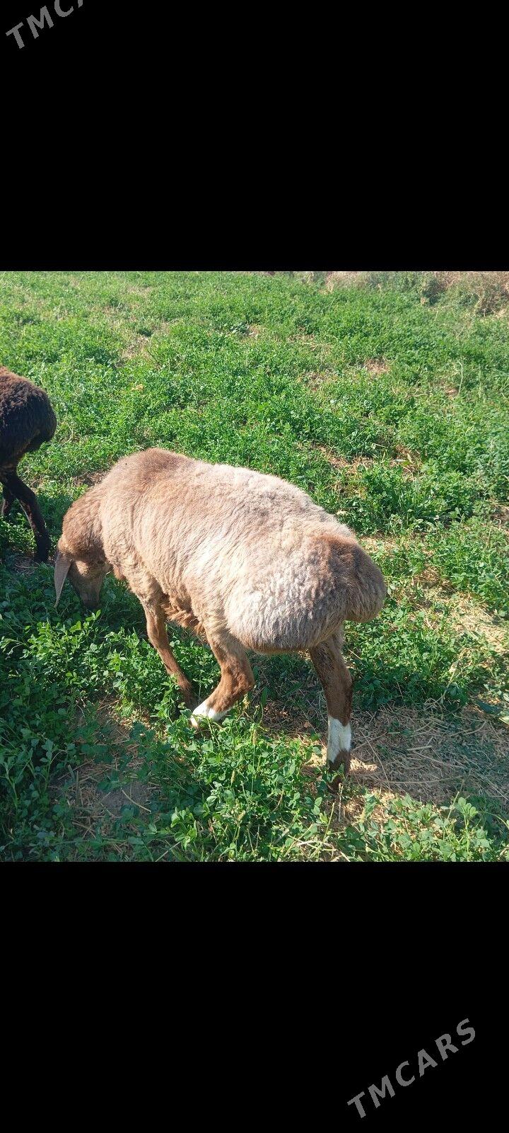 gisar goc - Ашхабад - img 3