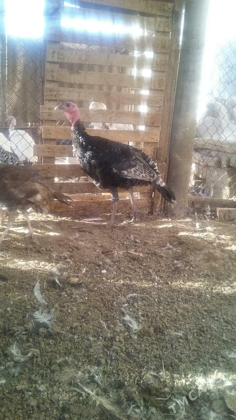 индуклар - Бузмеин - img 4