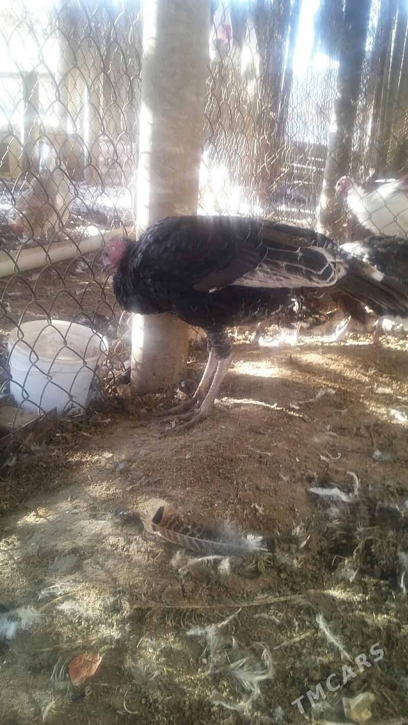 индуклар - Бузмеин - img 6