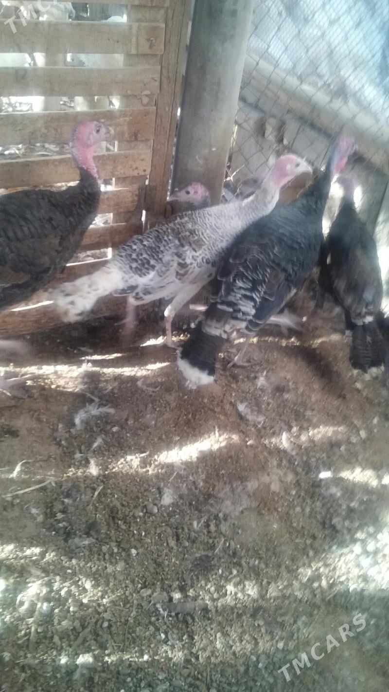 индуклар - Бузмеин - img 5