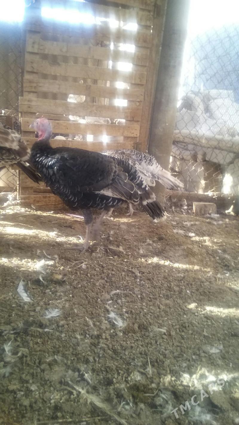 индуклар - Бузмеин - img 8