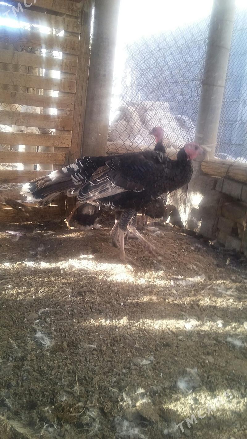 индуклар - Бузмеин - img 9