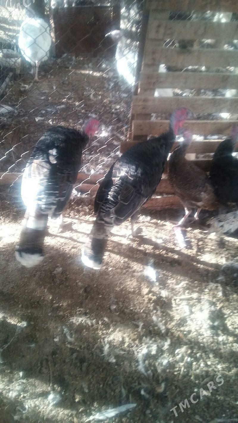 индуклар - Бузмеин - img 7