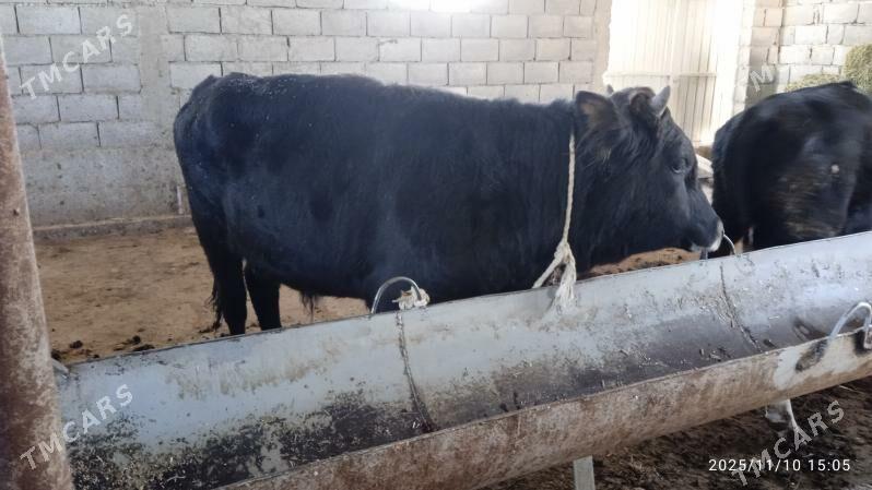 öküz - Гарадамак Шор - img 2