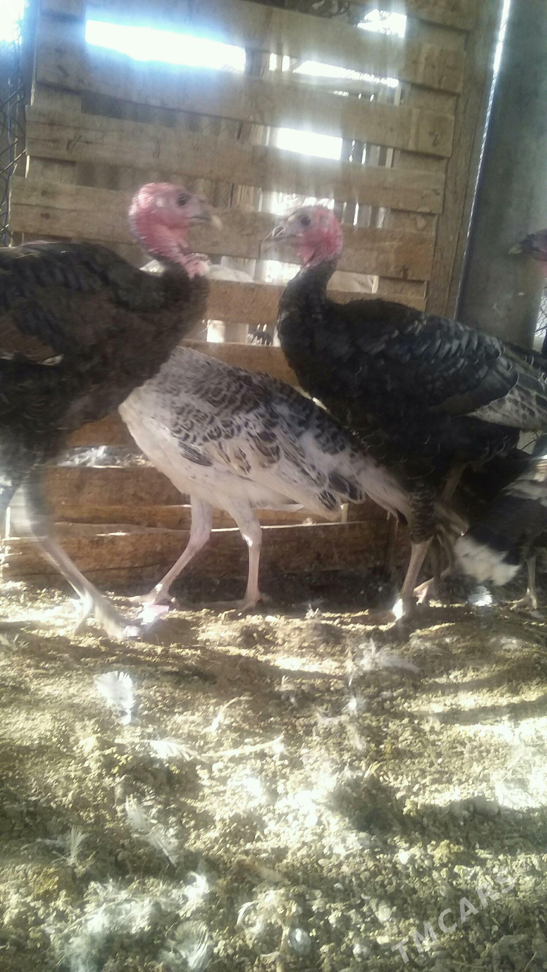 индуклар - Бузмеин - img 2