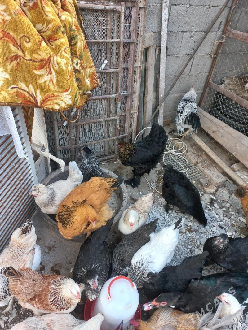 towuk - Änew - img 3