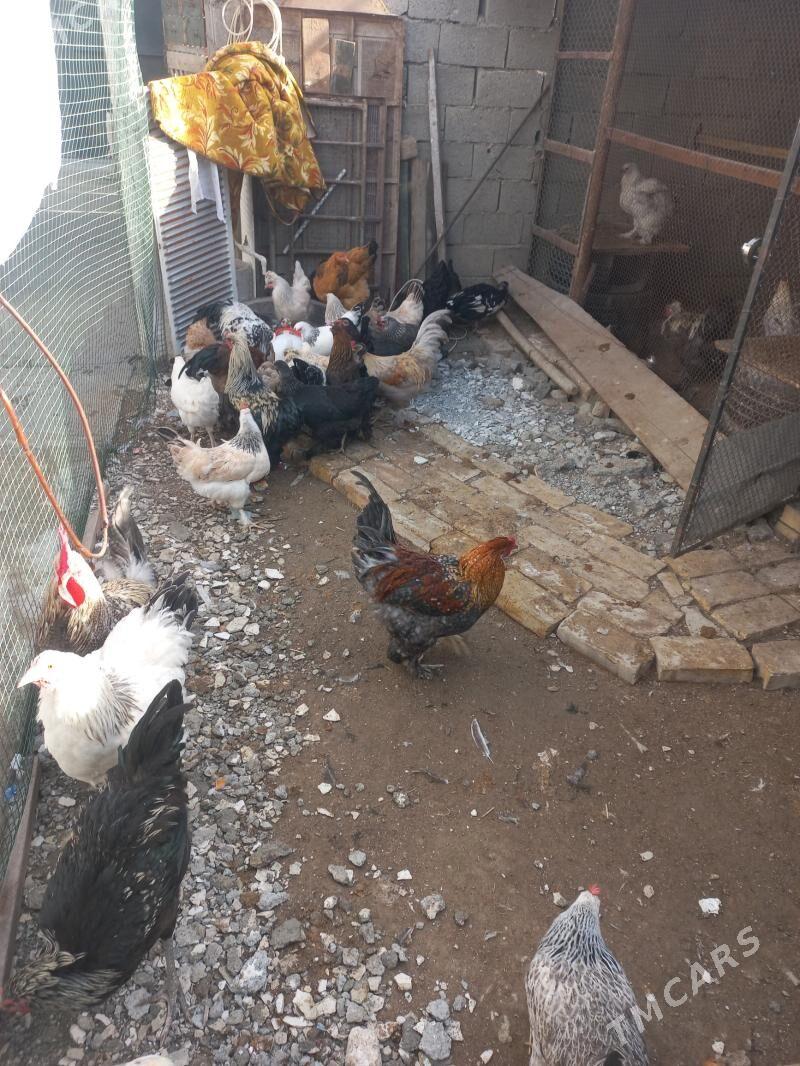 towuk - Änew - img 2